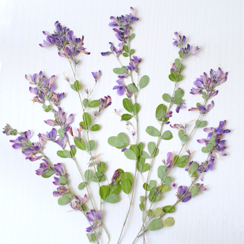 Resin Art And Jewelry - 6pcs,nature Lespedeza Formosa Dried Pressed Flowers,Plant