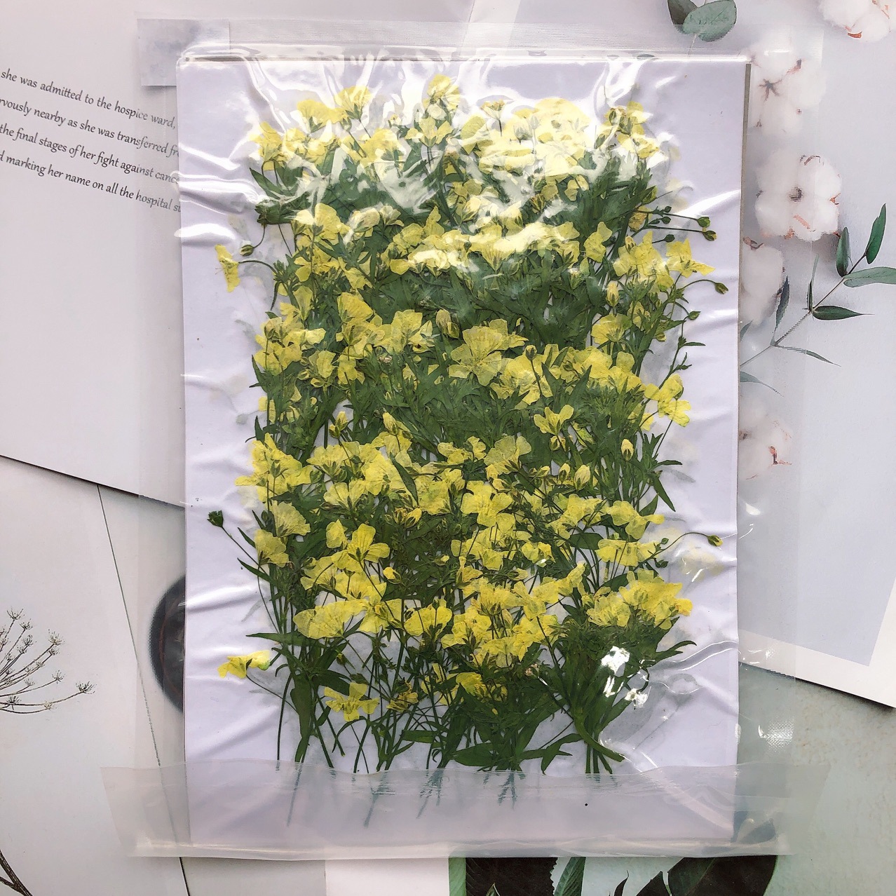 250 Chiếc Ép Khô Gypsophila Pa - đánh giá và giá Resin Art Bookmark