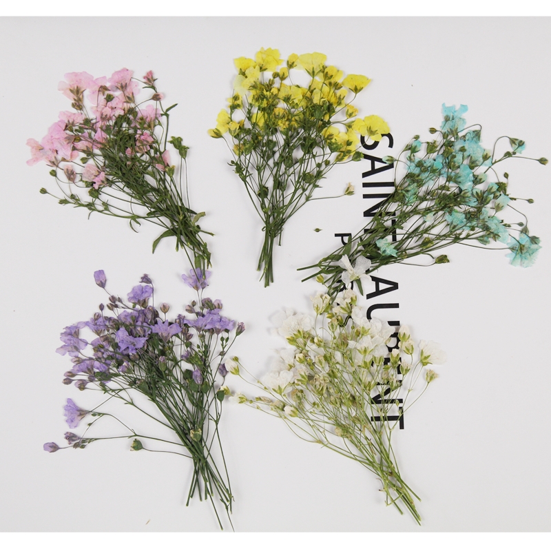 250 Chiếc Ép Khô Gypsophila Pa - đánh giá và giá Resin Art Bookmark