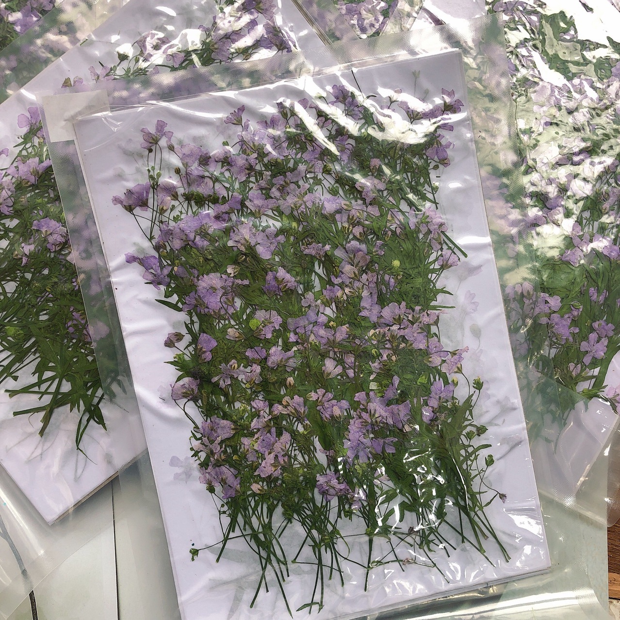 250 Chiếc Ép Khô Gypsophila Pa - đánh giá và giá Resin Art Bookmark