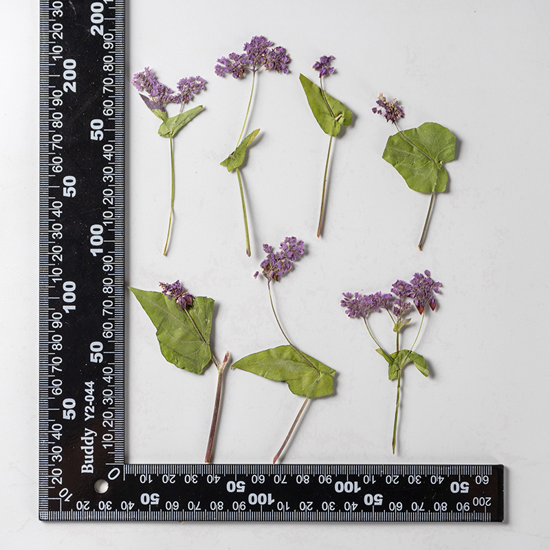 1Set Natural Dried Fagopyrum F - đánh giá và giá Resin Art Bookmark