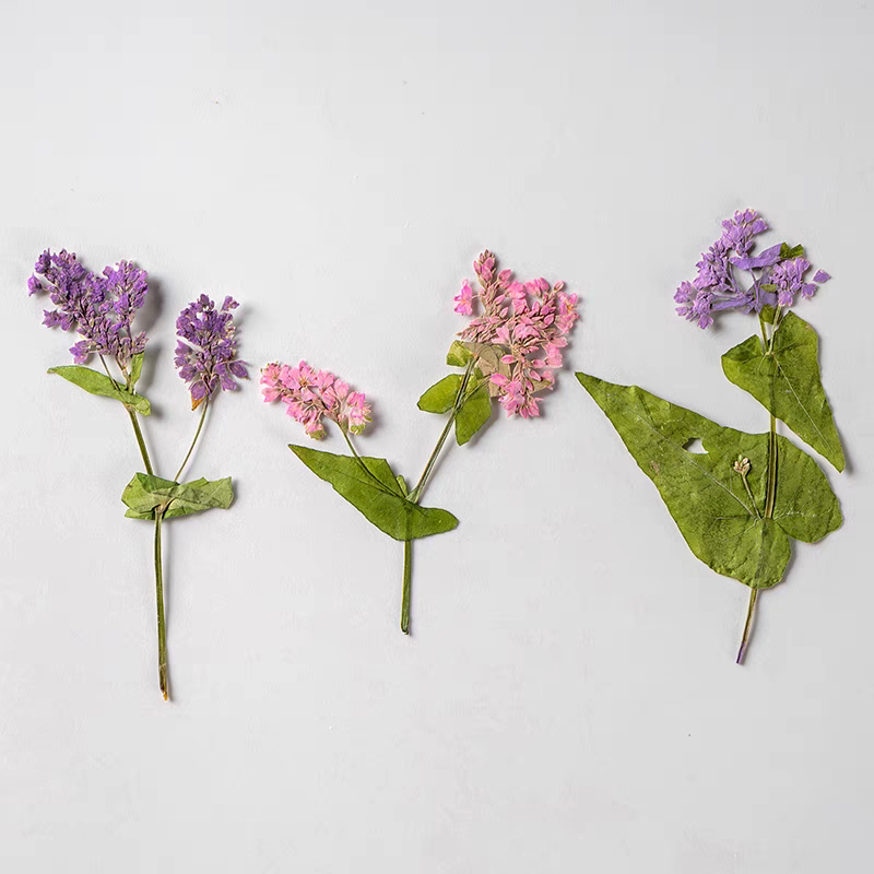 1Set Natural Dried Fagopyrum F - đánh giá và giá Resin Art Bookmark