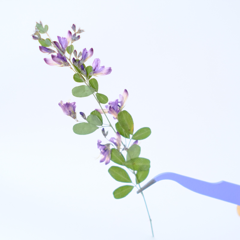 6pcs,nature Lespedeza Formosa  - đánh giá và giá Resin Art And Jewelry