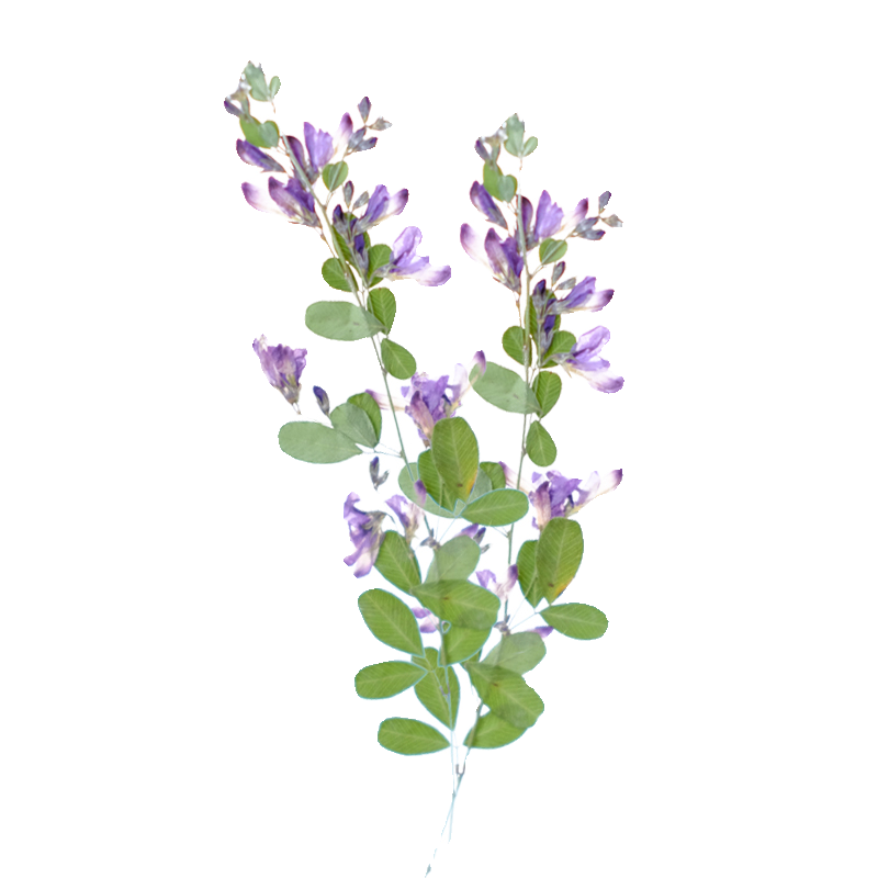 6pcs,nature Lespedeza Formosa  - đánh giá và giá Resin Art And Jewelry