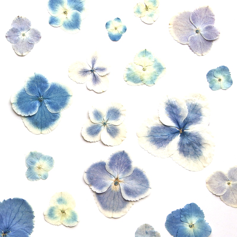 Ép Khô Trắng Xanh HydrangeaPla - đánh giá và giá Resin Art Bookmark
