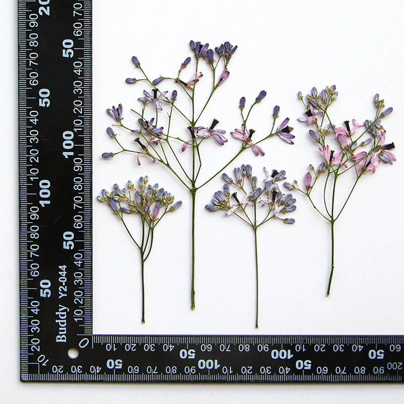 60Pcs Neem Tree Flower Branche - đánh giá và giá Resin Art And Jewelry