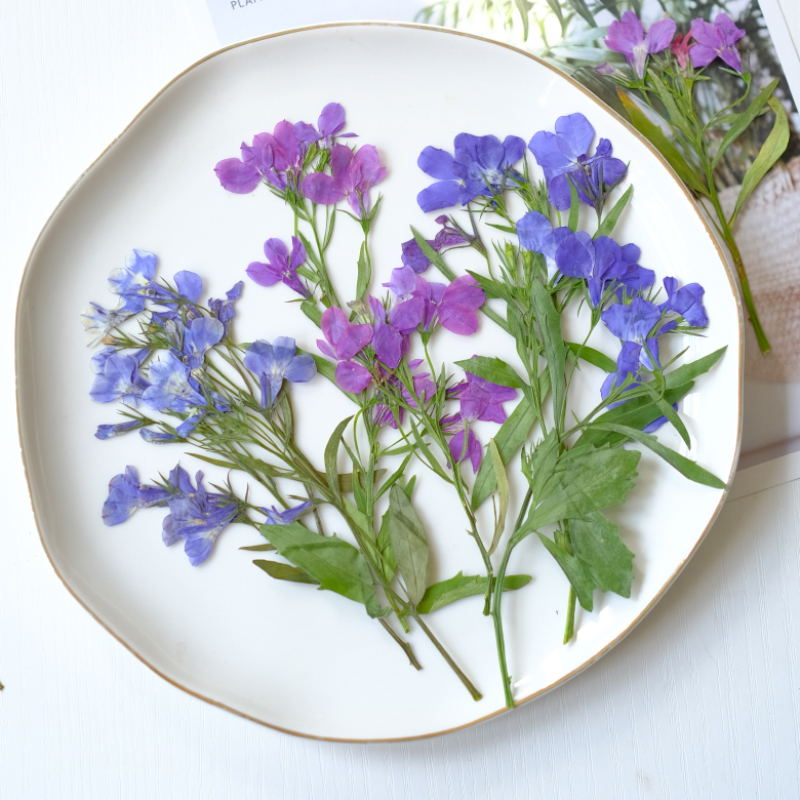 6pcs/8-13cm,nature Lobelia Eri - đánh giá và giá Resin Art And Jewelry