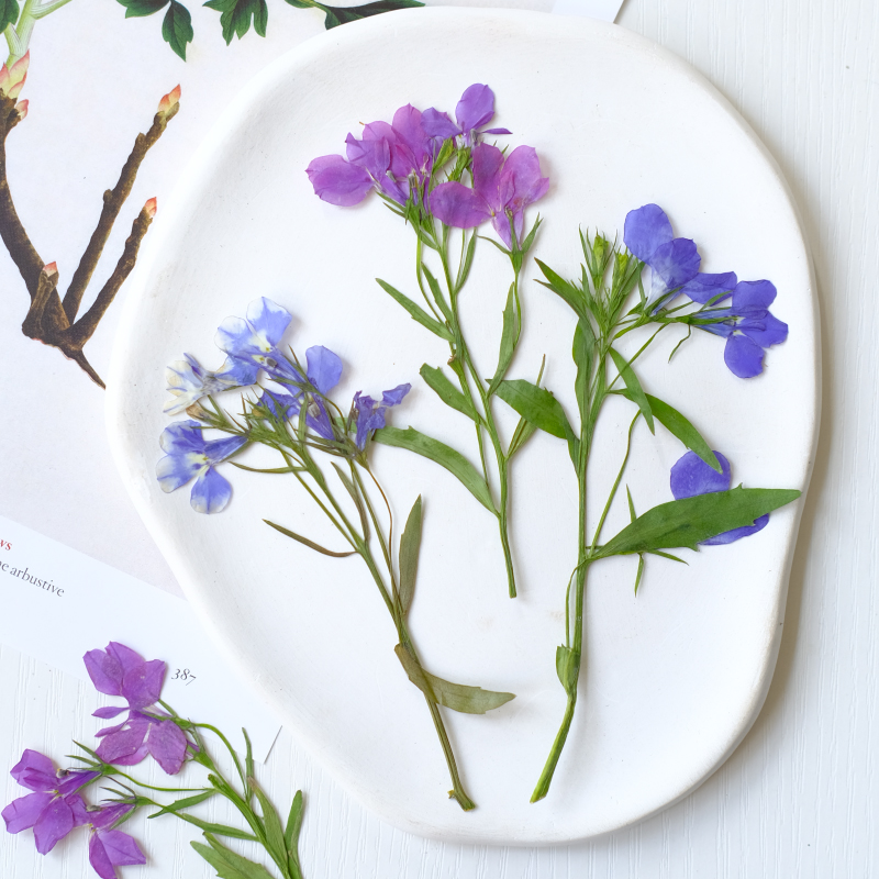 6pcs/8-13cm,nature Lobelia Eri - đánh giá và giá Resin Art And Jewelry