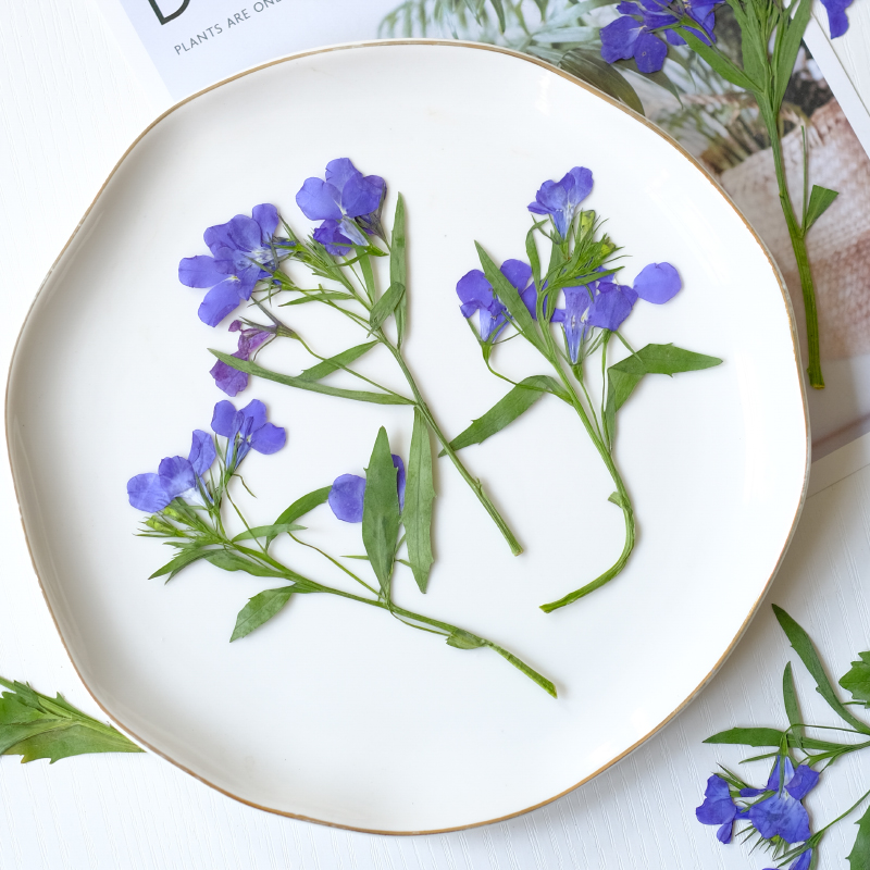 6pcs/8-13cm,nature Lobelia Eri - đánh giá và giá Resin Art And Jewelry