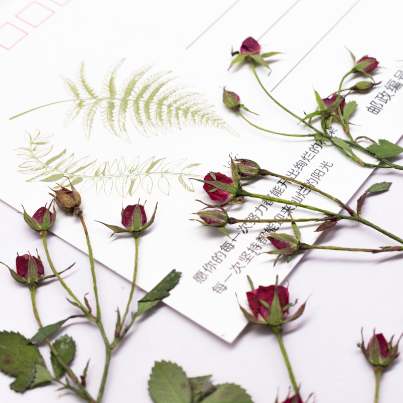 12pcs,Dried Rose Multi Bud Bra - đánh giá và giá Resin Art Bookmark