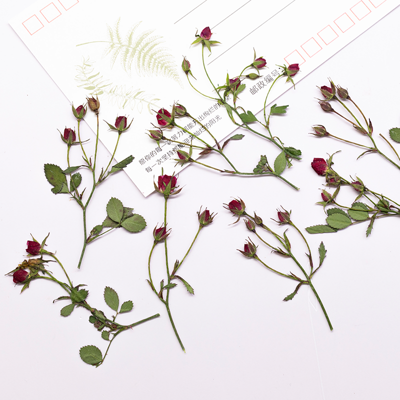 12pcs,Dried Rose Multi Bud Bra - đánh giá và giá Resin Art Bookmark